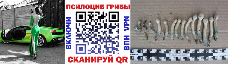 Купить закладки  Старый Оскол  Псилоцибиновые грибы GOLDEN TEACHER 